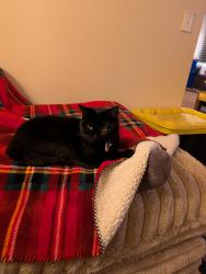 Lost Female Cat last seen Near E and Galaxie Dr , Sandy, UT 84093