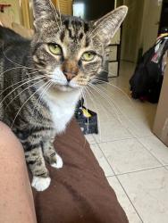 Lost Male Cat last seen Sw 56th Miller Drive and SW 152nd Ave, Kendall West, FL 33193