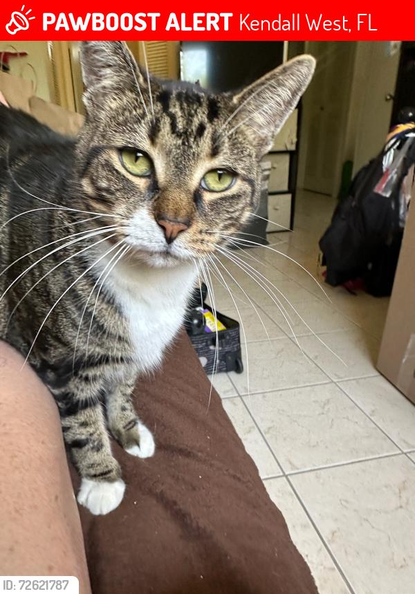 Lost Male Cat last seen Sw 56th Miller Drive and SW 152nd Ave, Kendall West, FL 33193