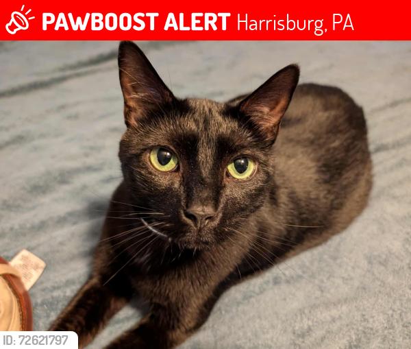 Lost Male Cat last seen Boas St and Plum Alley, Harrisburg, PA 17102