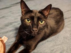Lost Male Cat last seen Boas St and Plum Alley, Harrisburg, PA 17102