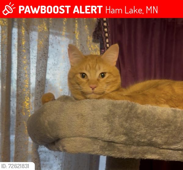 Lost Male Cat last seen Highway 65 Service Rd. and 133rd Ln. Closest big intersection Highway 65 in Bunker Lake Boulevard. , Ham Lake, MN 55304