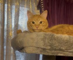 Lost Male Cat last seen Highway 65 Service Rd. and 133rd Ln. Closest big intersection Highway 65 in Bunker Lake Boulevard. , Ham Lake, MN 55304