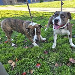 Found/Stray Female Dog last seen near  depot spring/atlantic 751 E Spring St, Signal Hill, CA 90755, Signal Hill, CA 90755