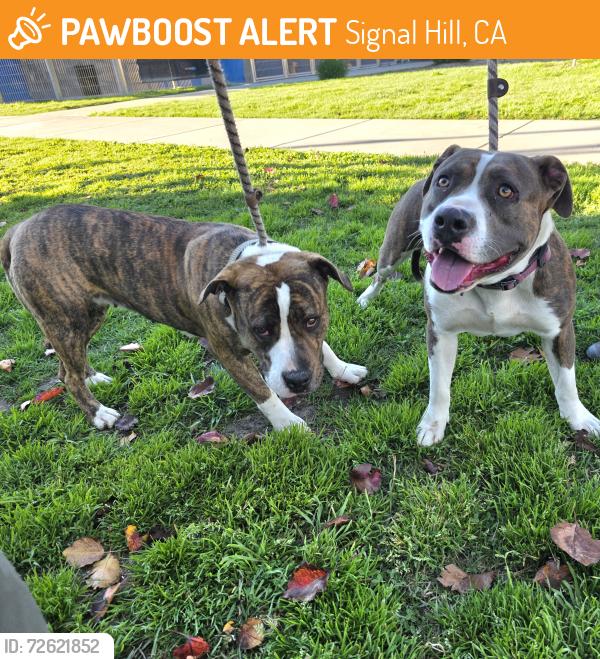Found/Stray Female Dog last seen near  depot spring/atlantic 751 E Spring St, Signal Hill, CA 90755, Signal Hill, CA 90755