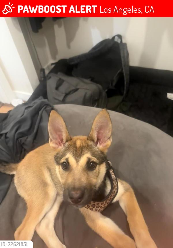 Lost Female Dog last seen Normandie Ave, Los Angeles, CA 90018