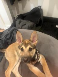 Lost Female Dog last seen Normandie Ave, Los Angeles, CA 90018