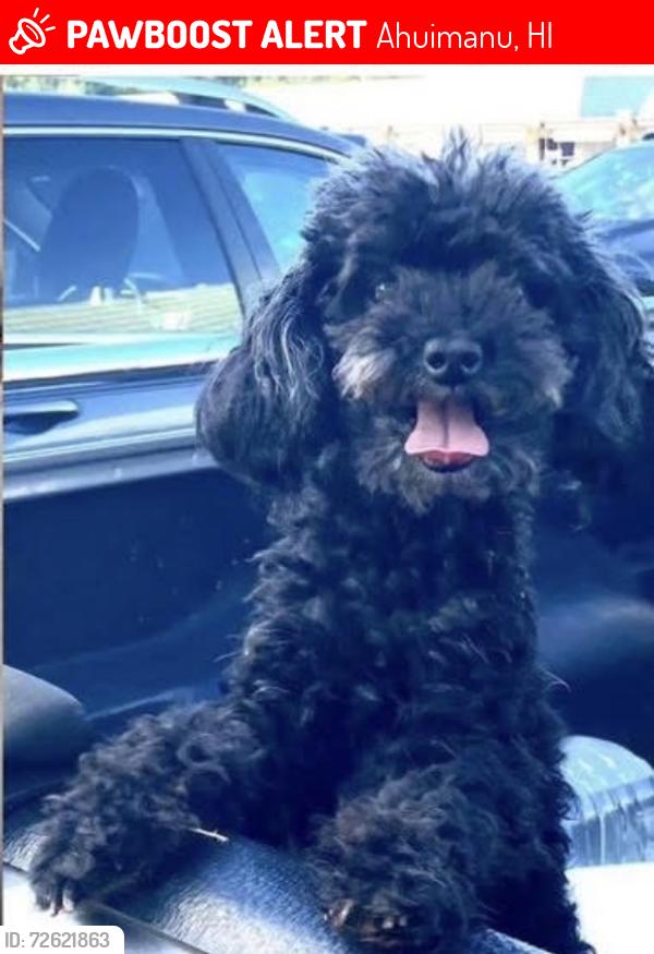 Lost Female Dog last seen McDonalds , Ahuimanu, HI 96744