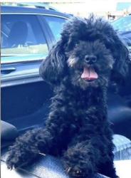 Lost Female Dog last seen McDonalds , Ahuimanu, HI 96744