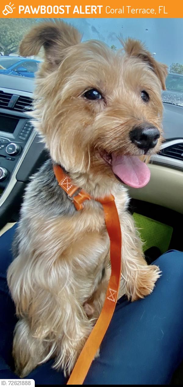 Found/Stray Male Dog last seen Bird road and 72 ave , Coral Terrace, FL 33155