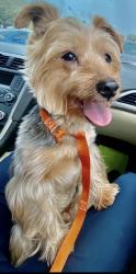 Found/Stray Male Dog last seen Bird road and 72 ave , Coral Terrace, FL 33155
