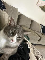 Lost Female Cat last seen Legend Hills , San Antonio, TX 78256