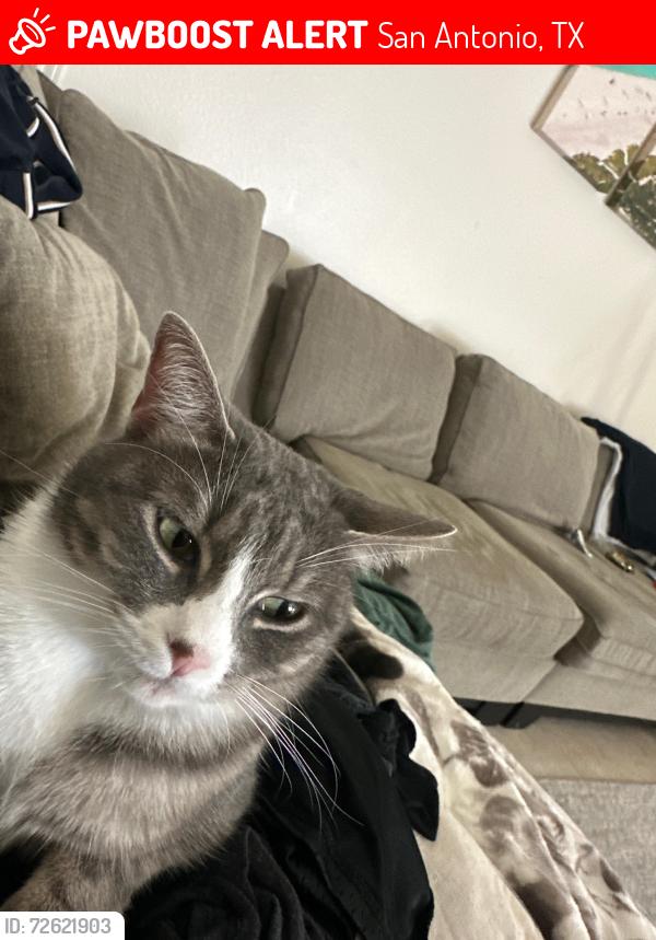 Lost Female Cat last seen Legend Hills , San Antonio, TX 78256