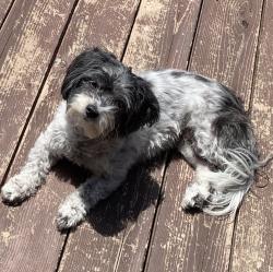 Lost Female Dog last seen Ranch Creek and Ranchland View, Boerne, TX 78006