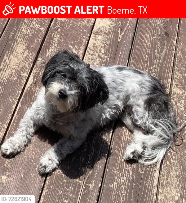 Lost Female Dog last seen Ranch Creek and Ranchland View, Boerne, TX 78006