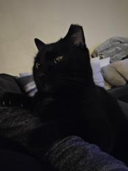 Lost Male Cat last seen Colima and Fullerton, Rowland Heights, CA 91748