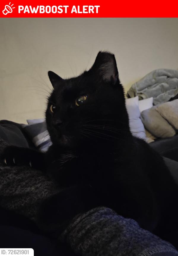 Lost Male Cat last seen Colima and Fullerton, Rowland Heights, CA 91748