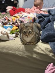 Lost Male Cat last seen River terrace, Sacramento, CA 95833