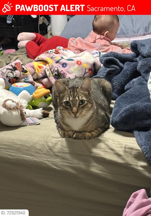 Lost Male Cat last seen River terrace, Sacramento, CA 95833