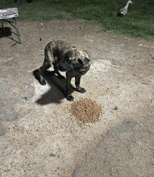 Lost Male Dog last seen Flag Lake Rd, Co Rd 4044, TX 75143