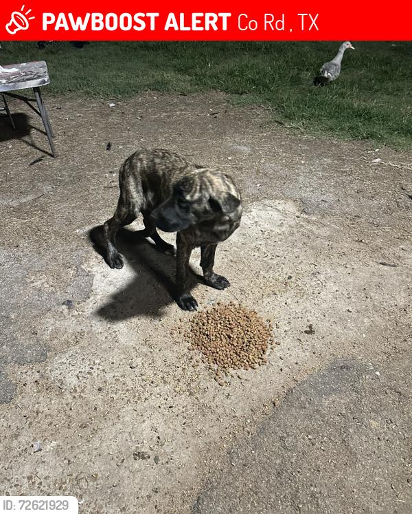 Lost Male Dog last seen Flag Lake Rd, Co Rd 4044, TX 75143