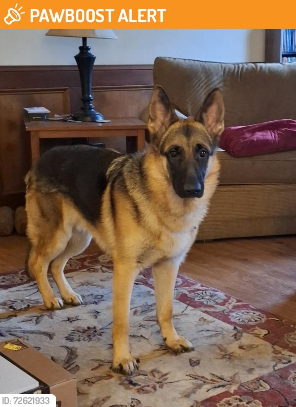 Found/Stray Male Dog last seen Oak Rd and Ford Ave, Lawrenceville GA, Gwinnett County, GA 30044