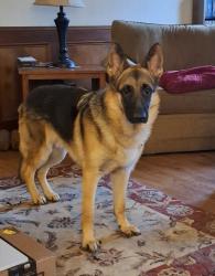 Found/Stray Male Dog last seen Oak Rd and Ford Ave, Lawrenceville GA, Gwinnett County, GA 30044