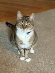 Lost Female Cat last seen Swaim Avenue/South Vineland St, Pinebluff, NC 28373