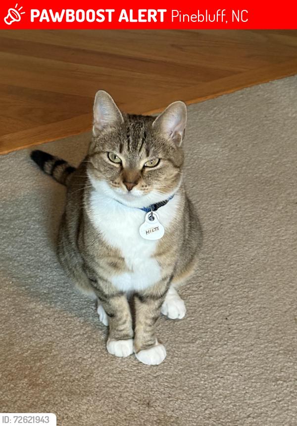 Lost Female Cat last seen Swaim Avenue/South Vineland St, Pinebluff, NC 28373