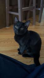 Lost Female Cat last seen Upper Bethany, Clayton Food Store, Clayton Elementary, Ball Ground, GA 30107