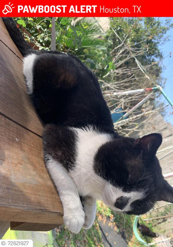 Lost Male Cat last seen Sunnyside Street Houston Tx 77076, Houston, TX 77076