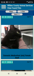 Lost Male Cat last seen Boomer area , Boomer, NC 28606