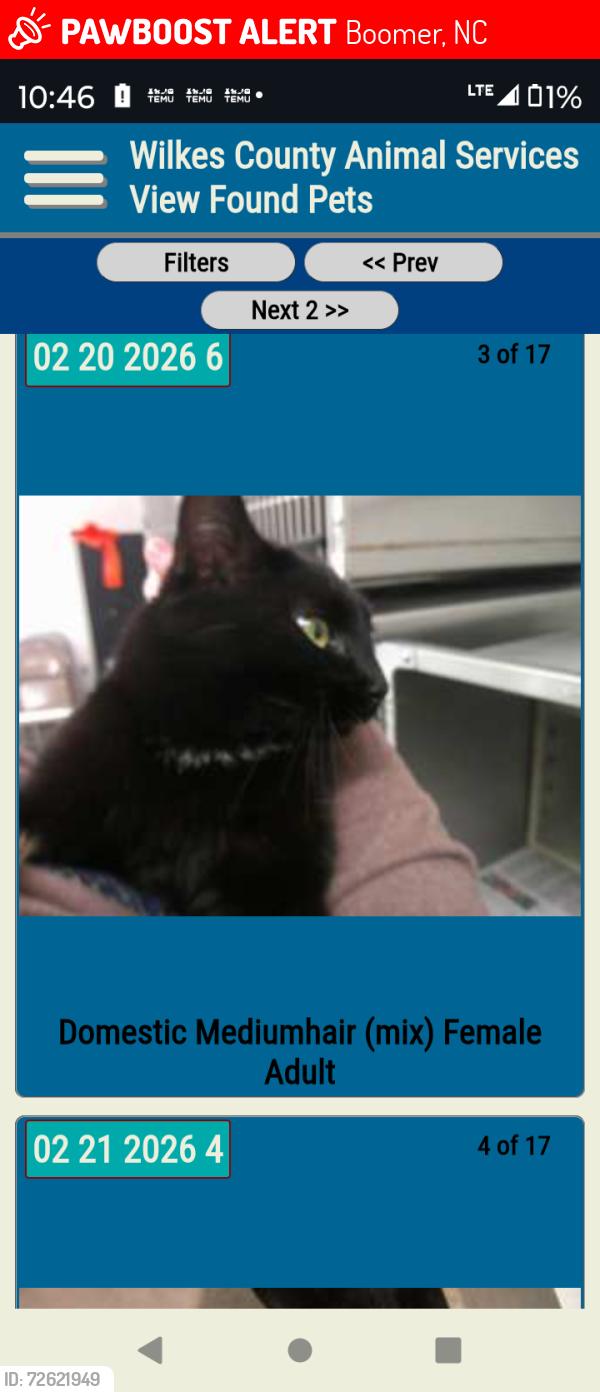 Lost Male Cat last seen Boomer area , Boomer, NC 28606