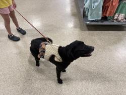 Found/Stray Female Dog last seen League Line Road & Montgomery Oak Trail, Conroe, TX 77304