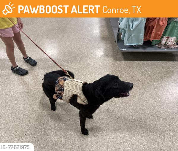 Found/Stray Female Dog last seen League Line Road & Montgomery Oak Trail, Conroe, TX 77304