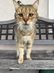 Lost Male Cat last seen Mount Miguel high school, Spring Valley, CA 91977