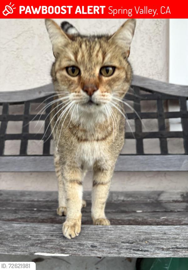 Lost Male Cat last seen Mount Miguel high school, Spring Valley, CA 91977