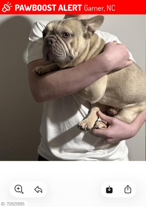 Lost Male Dog last seen Heritage Farm, Garner, NC 27529