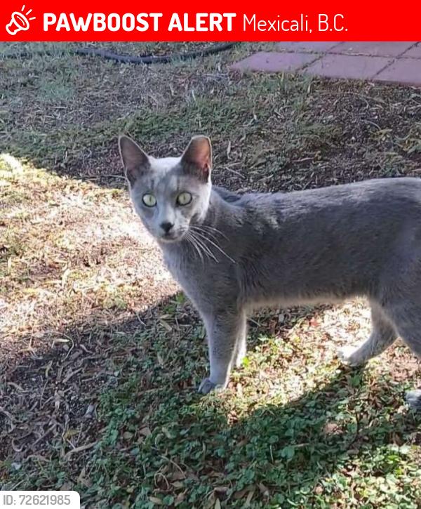 Lost Male Cat last seen Aurora Area in Mexicali, Mexicali, B.C. 