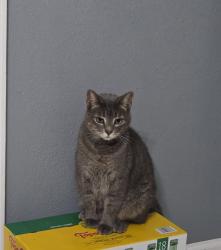 Lost Female Cat last seen Wetherby Ln, Houston, TX 77075, Houston, TX 77075