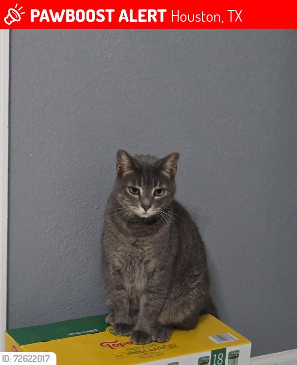 Lost Female Cat last seen Wetherby Ln, Houston, TX 77075, Houston, TX 77075