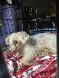 Found/Stray Male Dog last seen Pursh Dr in Canyon Hills, Menifee, CA 92584
