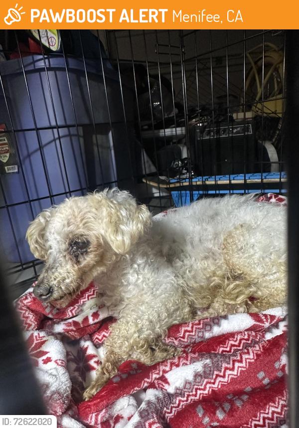 Found/Stray Male Dog last seen Pursh Dr in Canyon Hills, Menifee, CA 92584
