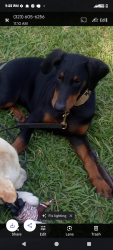 Lost Female Dog last seen Florence, Los Angeles, CA 90027