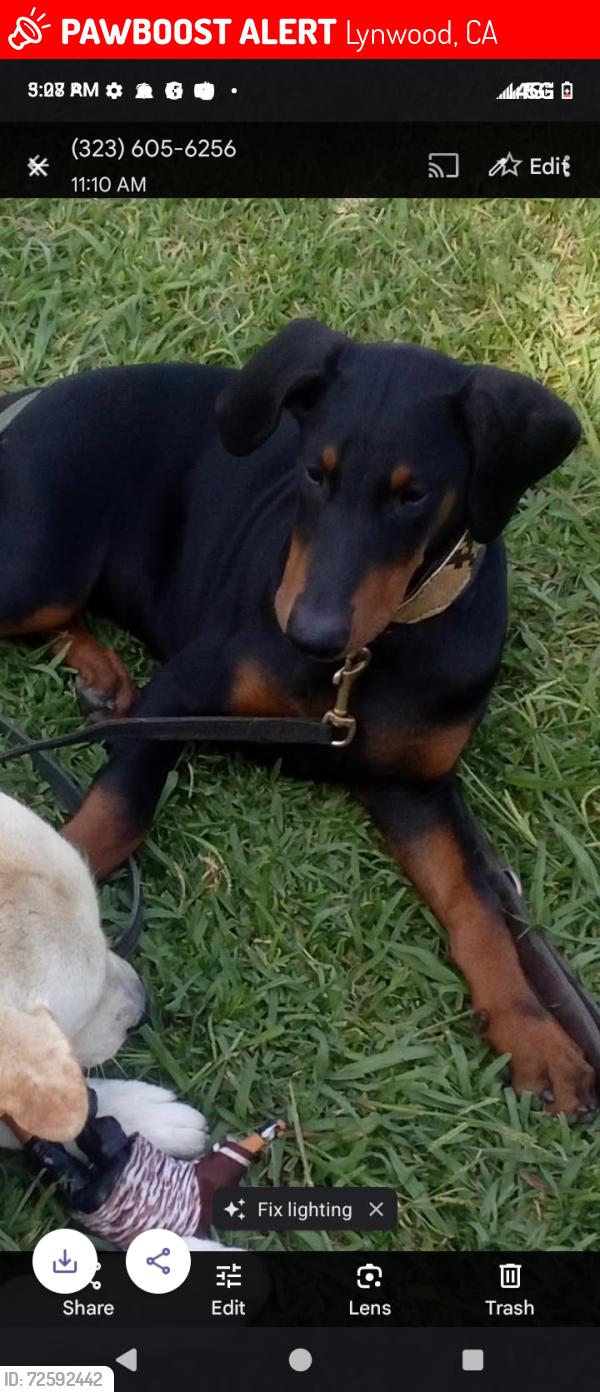 Lost Female Dog last seen Florence, Los Angeles, CA 90027