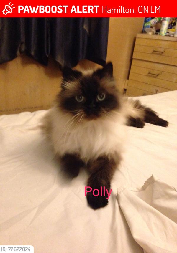 Lost Female Cat last seen Bamoral and Justine, Hamilton, ON L8M