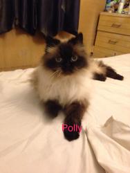 Lost Female Cat last seen Bamoral and Justine, Hamilton, ON L8M