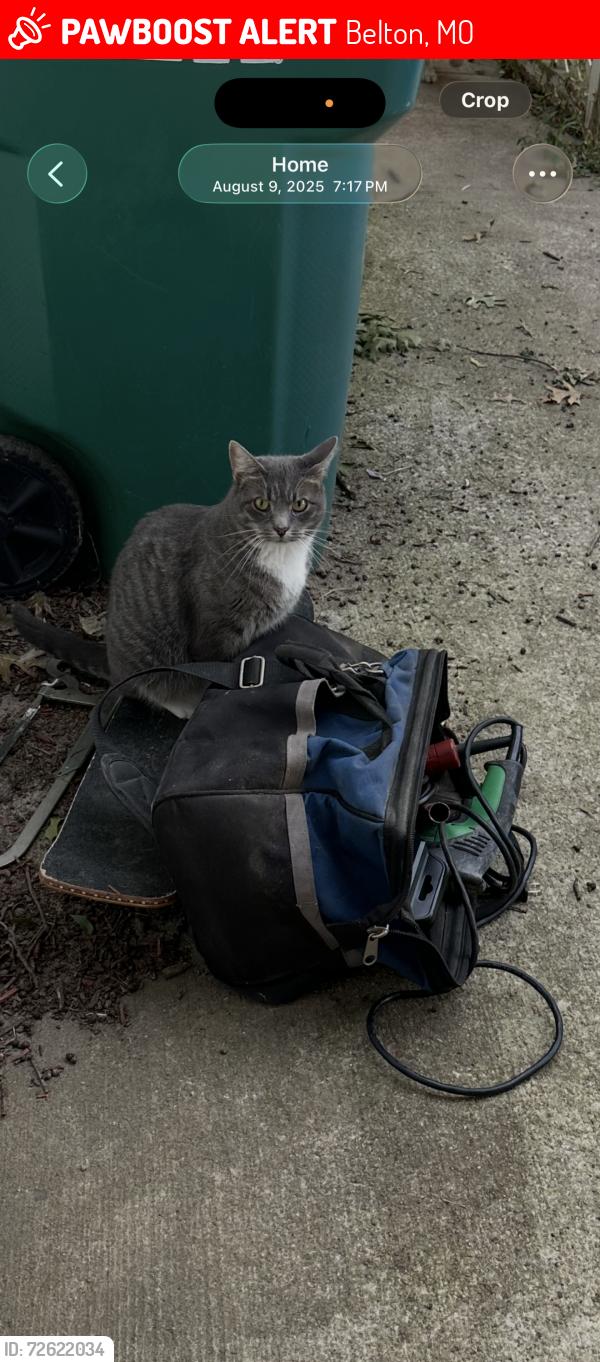 Lost Female Cat last seen 187tg and prospect , Belton, MO 64012
