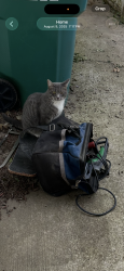 Lost Female Cat last seen 187tg and prospect , Belton, MO 64012