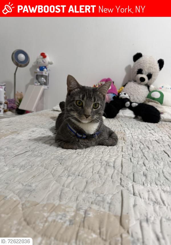 Lost Male Cat last seen 185th St, Wadsworth Ave, New York, NY 10033